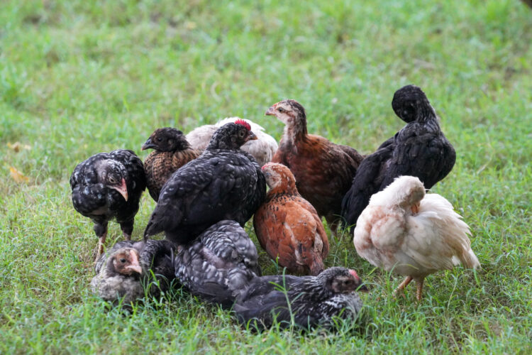 ACV, Garlic, & Diatomaceous Earth for Chickens